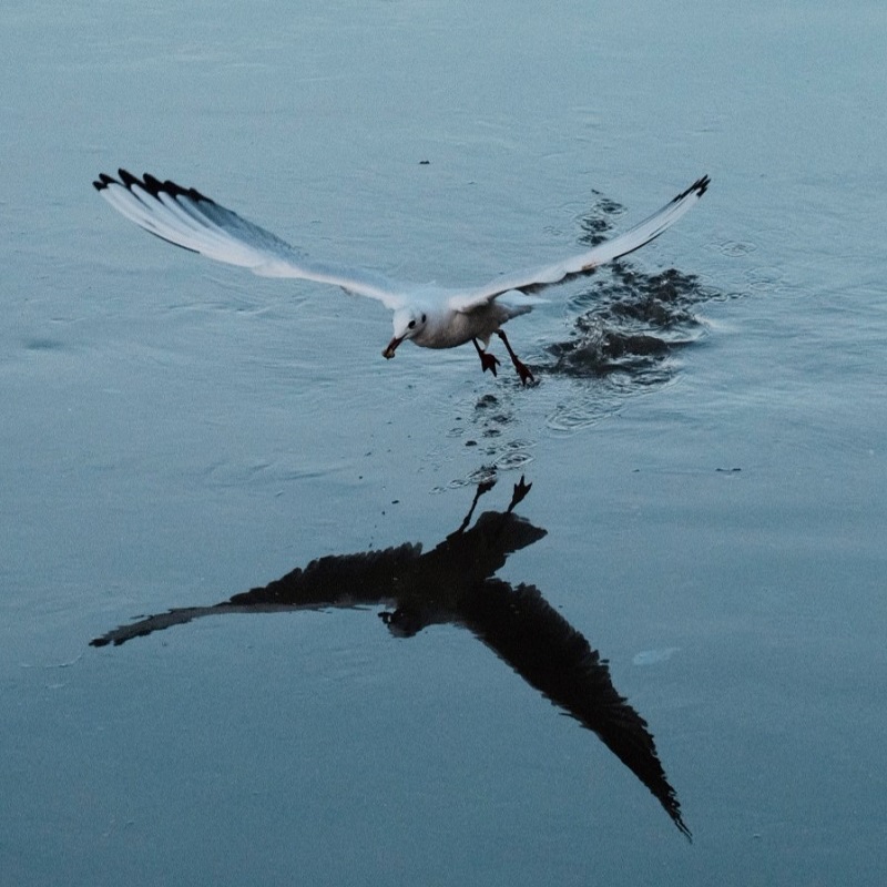sieste le sommeil des oiseaux