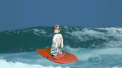 chien