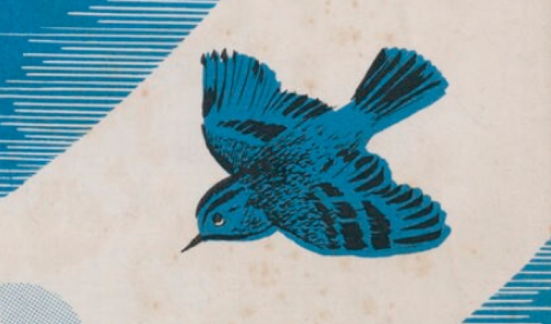 image sieste the little bird