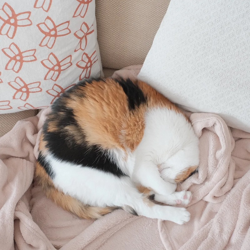 sieste José