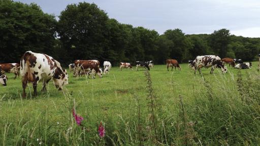 Agrobio 35 alerte face au recul des surfaces cultivées en bio