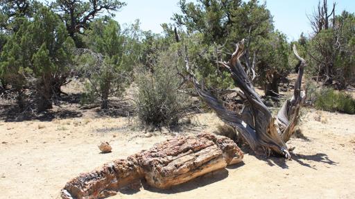 Les forêts du passé sous la loupe scientifique à l'Espace des sciences
