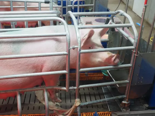 Splann a enquêté sur les travers du porc // Nicolas, wikimédien en résidence au Musée de Bretagne [REDIFFUSION]