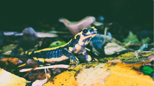 Une oasis de biodiversité à Acigné // Le cuir s'expose à l'Ecomusée [REDIFFUSION]