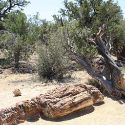 Les forêts du passé sous la loupe scientifique à l'Espace des sciences