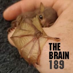 THE BRAIN #189
