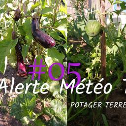 Potager Terre Partagée