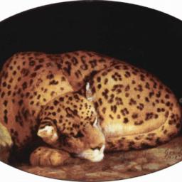 La panthère endormie (Paco)