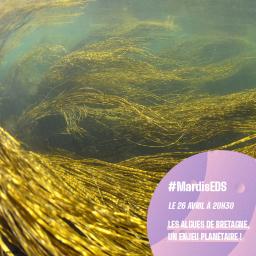 Les soignants et la mort à la Coopérative funéraire de Rennes // Les algues bretonnes en débat à l'Espace des sciences