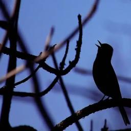 Des oiseaux la nuit (Clément Le Goff - Le Grand Soufflet 2024)