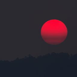 Je te souhaite une Rose Nuit (Tallou - I'm From Rennes 2022)